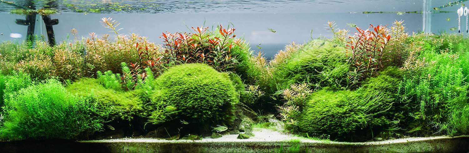 Aquarium Algae
