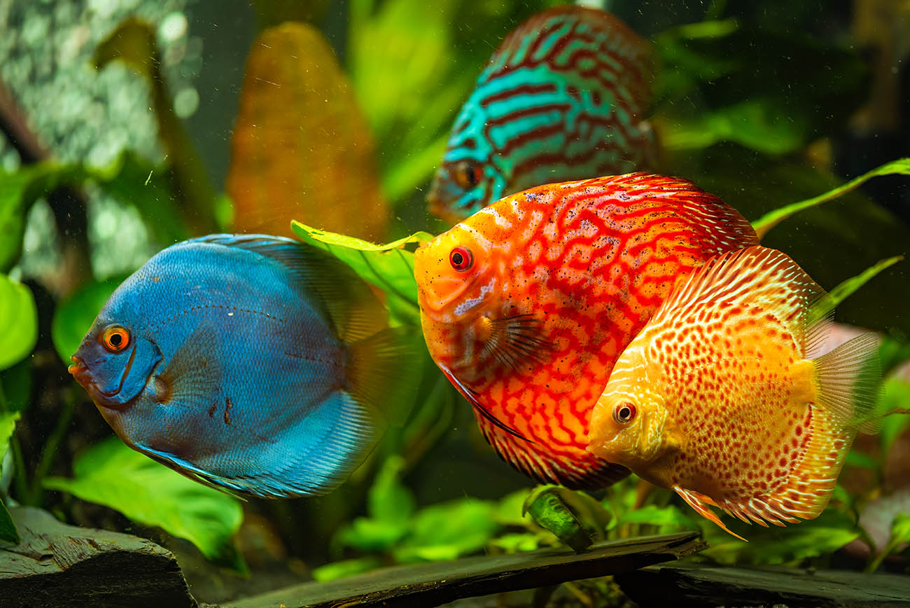 Colorful Discuss