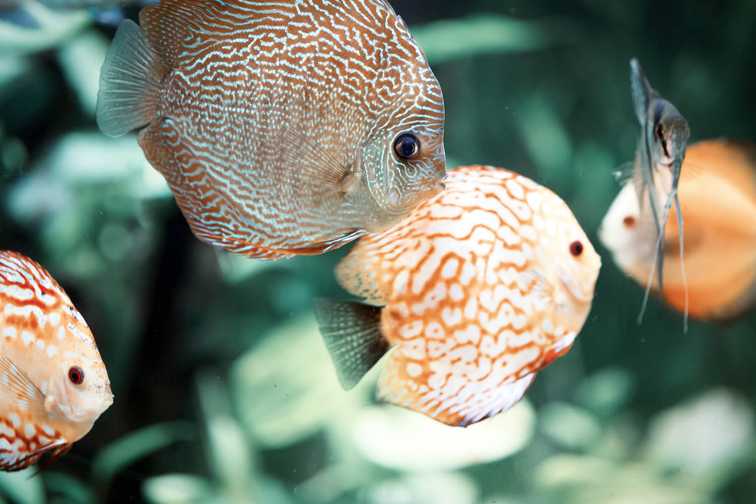 Tropical Discus