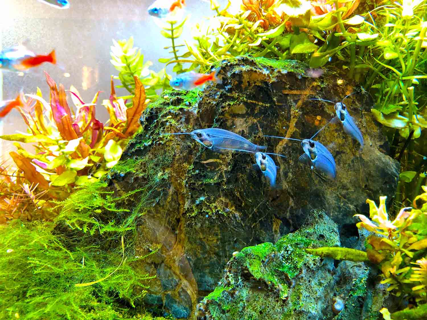 Home Aquarium