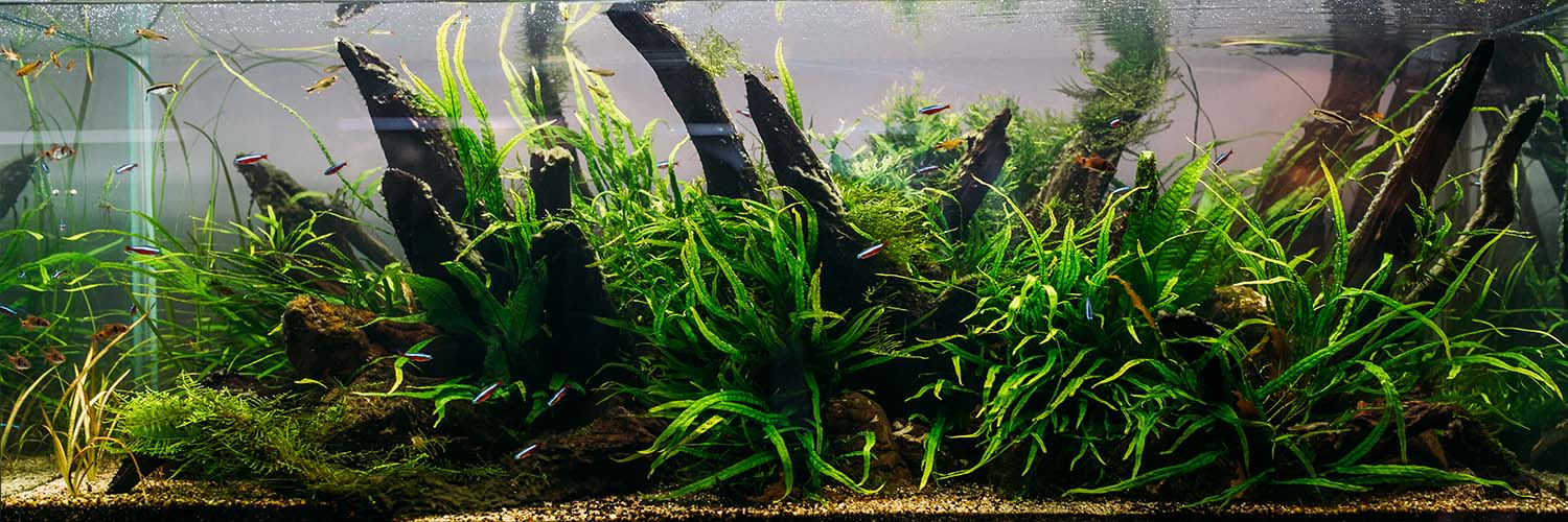Fern Aquascape