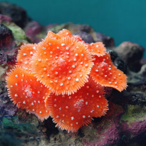 Fish Tank Decoration Coral Fish Tank Landscaping Equipment