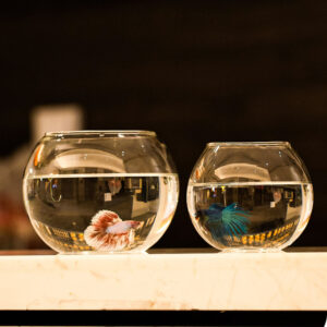Small Round Transparent Glass Fish Tank Living Room
