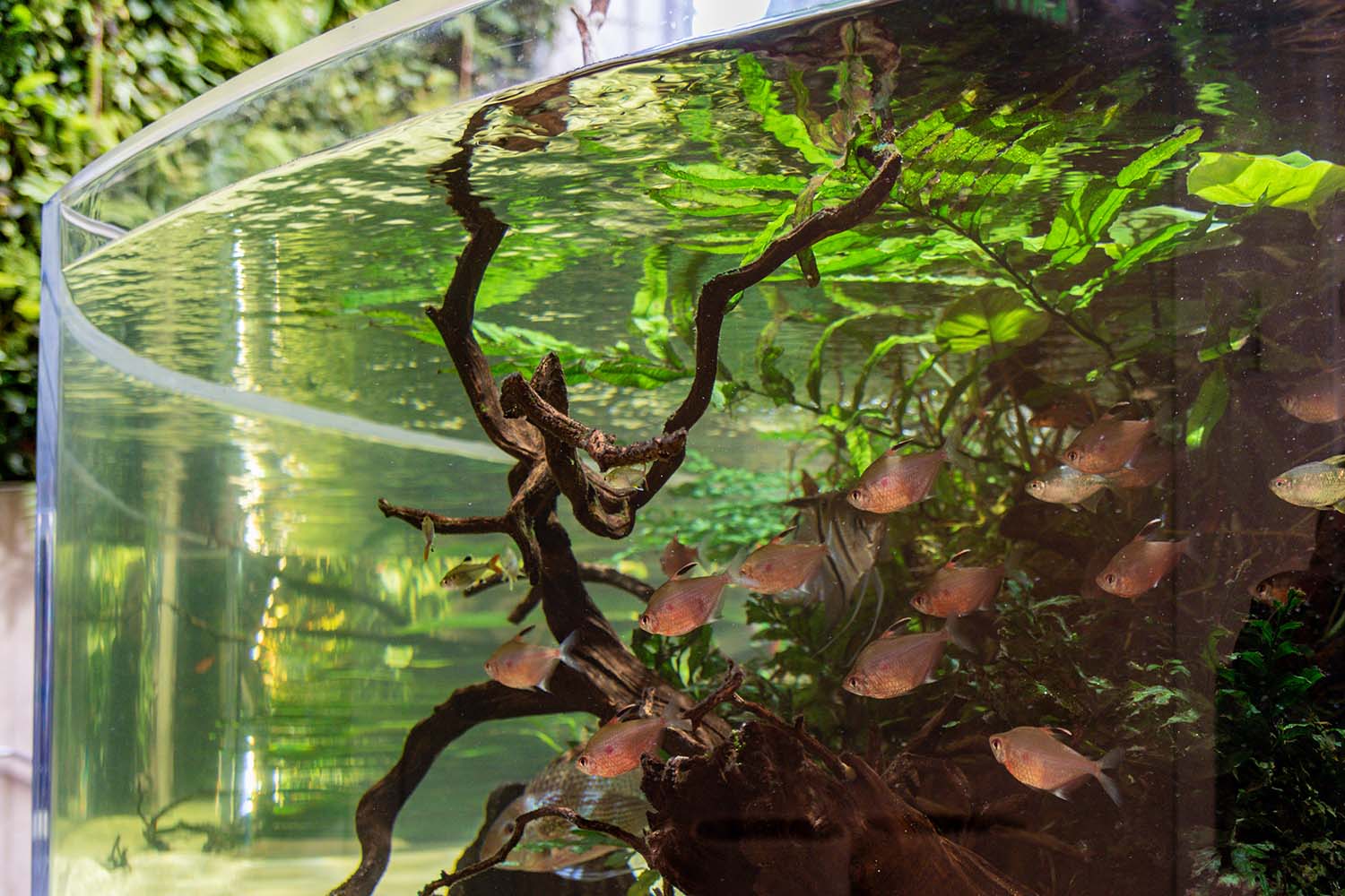 aquarium-fish-57FNZEJ.jpg