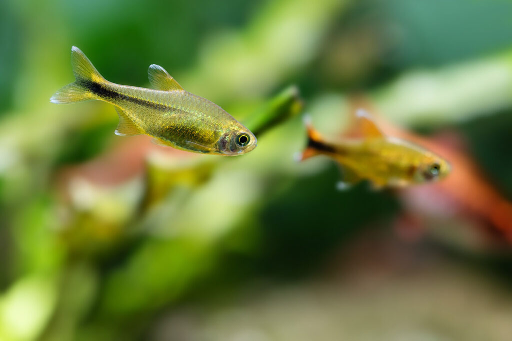 aquarium-fish-silver-tipped-tetra-swimming-freshwa-9M68H42.jpg