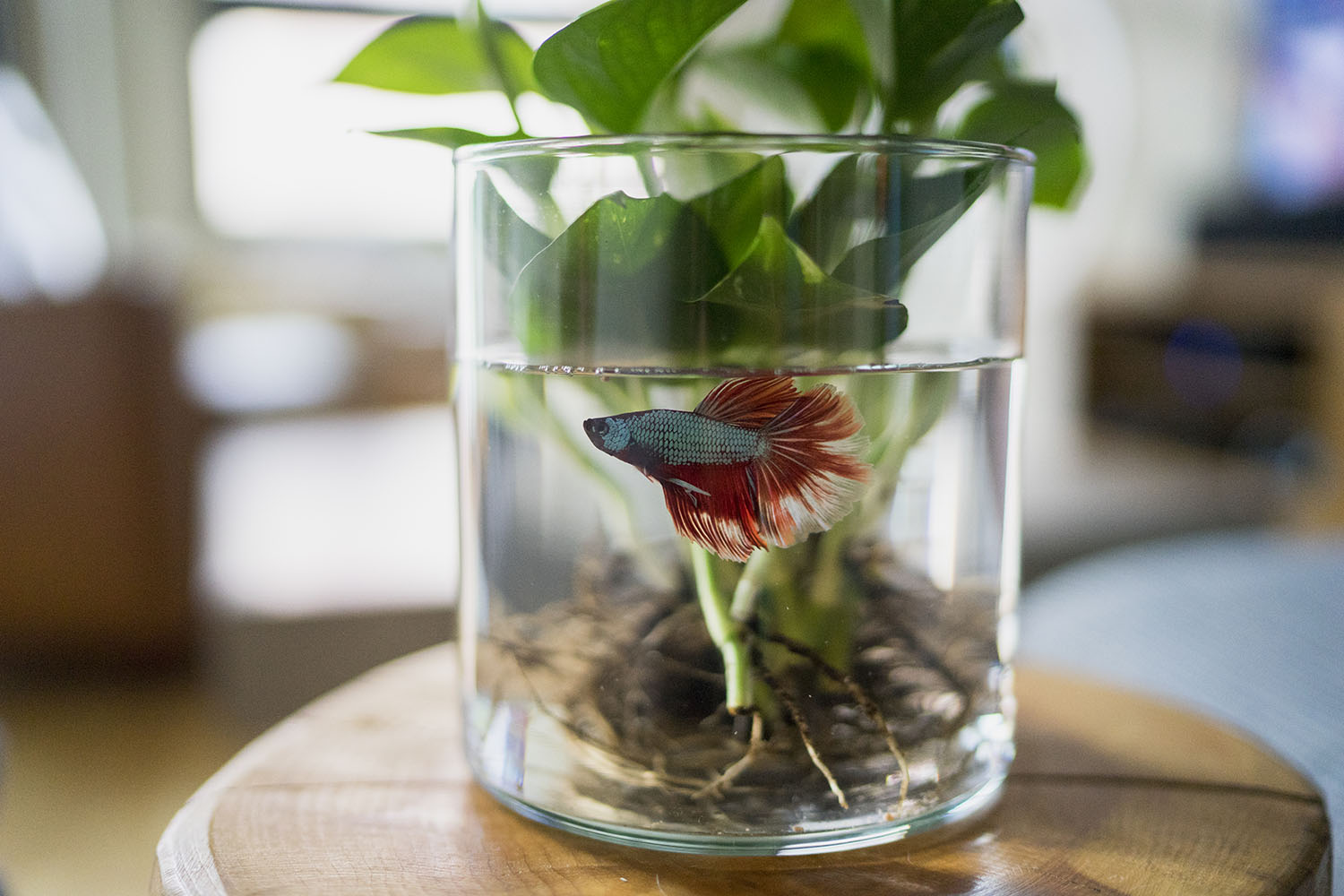 beta-fish-with-plants-XXTWT8F.jpg