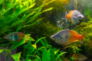 Boeseman's rainbowfish, Melanotaenia boesemani swimming in aquarium water wtih green algae. Fresh water fish for aquarium hobby. Aquatic organism, underwater life, aquarium pet
