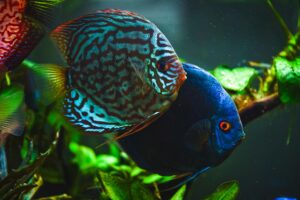 colorful-fish-from-the-spieces-symphysodon-discus-DDXP934.jpg