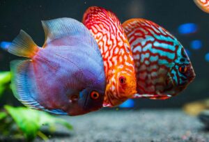 colorful-fish-from-the-spieces-symphysodon-discus-M99DHBF.jpg