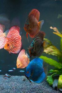 colorful-fish-from-the-spieces-symphysodon-discus-WTNLALN.jpg