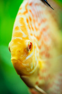 colorful-fish-from-the-spieces-symphysodon-discus-XCBTYEJ.jpg
