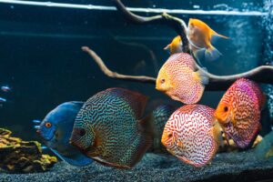 colorful-fish-from-the-spieces-symphysodon-discus-YYAF6KF-1.jpg