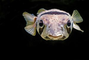David-clode-ikfvzqvngk0-unsplash - Aquassi Ltd | Award-winning Aquarium Design & Aquascaping