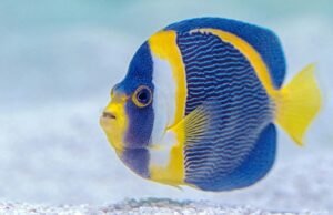 David-clode-t_brgi89b_u-unsplash - Aquassi Ltd | Award-winning Aquarium Design & Aquascaping