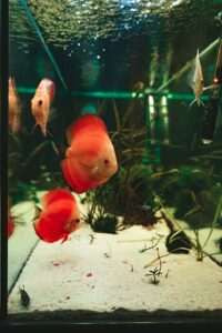 exotic-fish-symphysodon-discus-in-an-aquarium-CQHMB7W.jpg