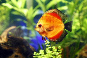 fire-red-discus-fish-PPYMNU6.jpg