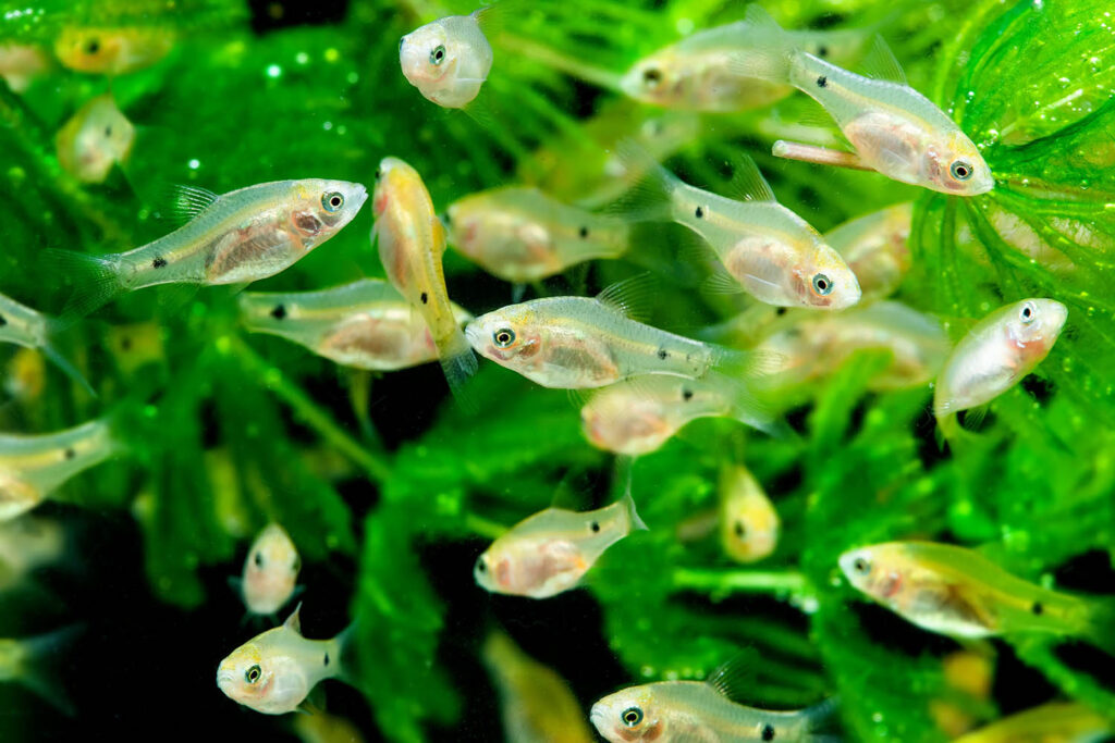 flock-of-barbus-fry-young-aquarium-fish-pethia-con-ZBTF3LU.jpg