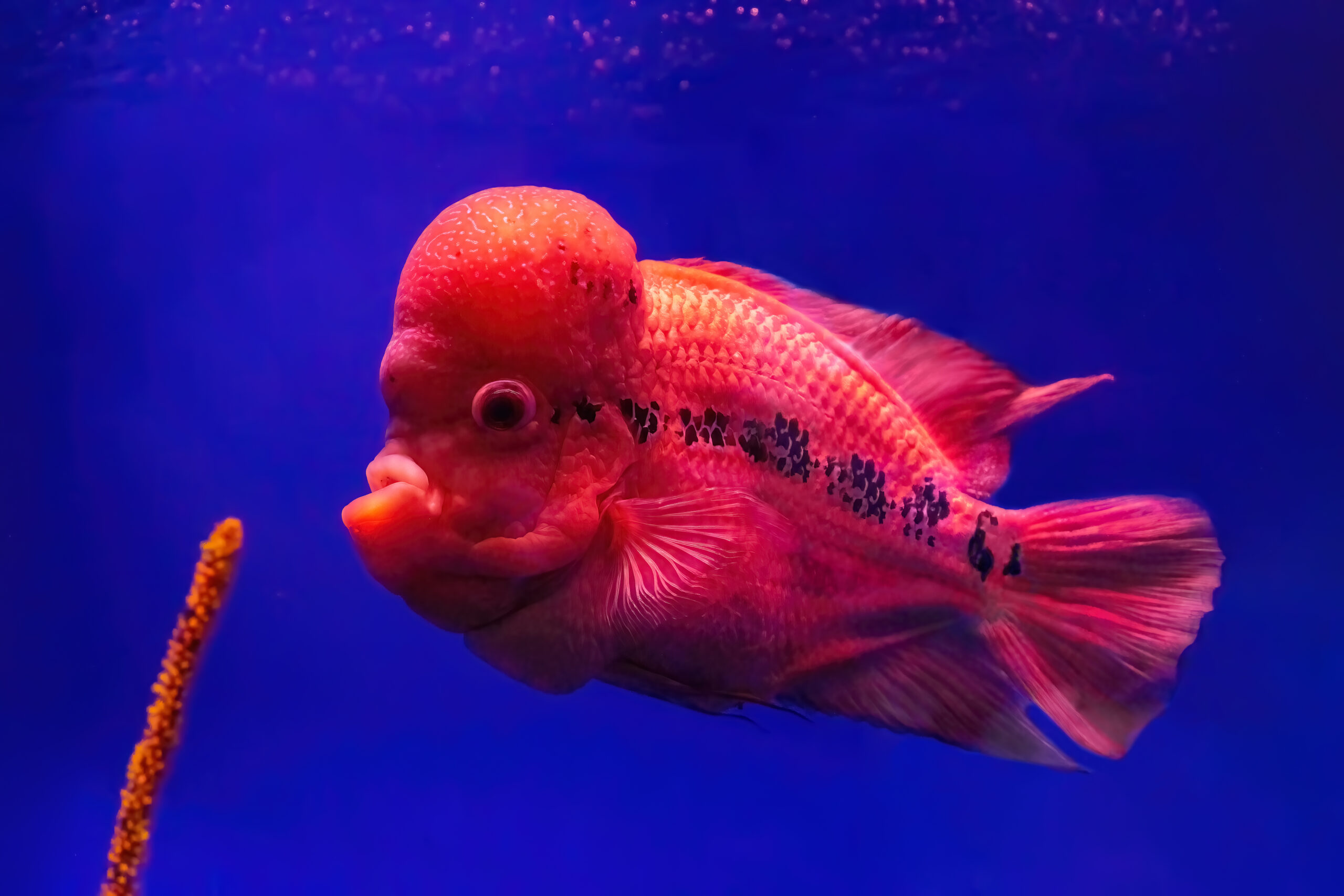 Flowerhorn Cichlid or Luohan Fish in the Aquarium Pool. - Aquassi Ltd | Award-winning Aquarium Design & Aquascaping