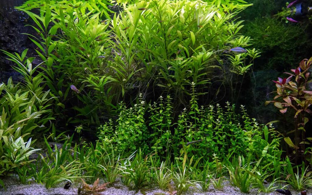 freshwater-aquarium-with-tropical-fish-and-water-p-Q4WRRZ4.jpg