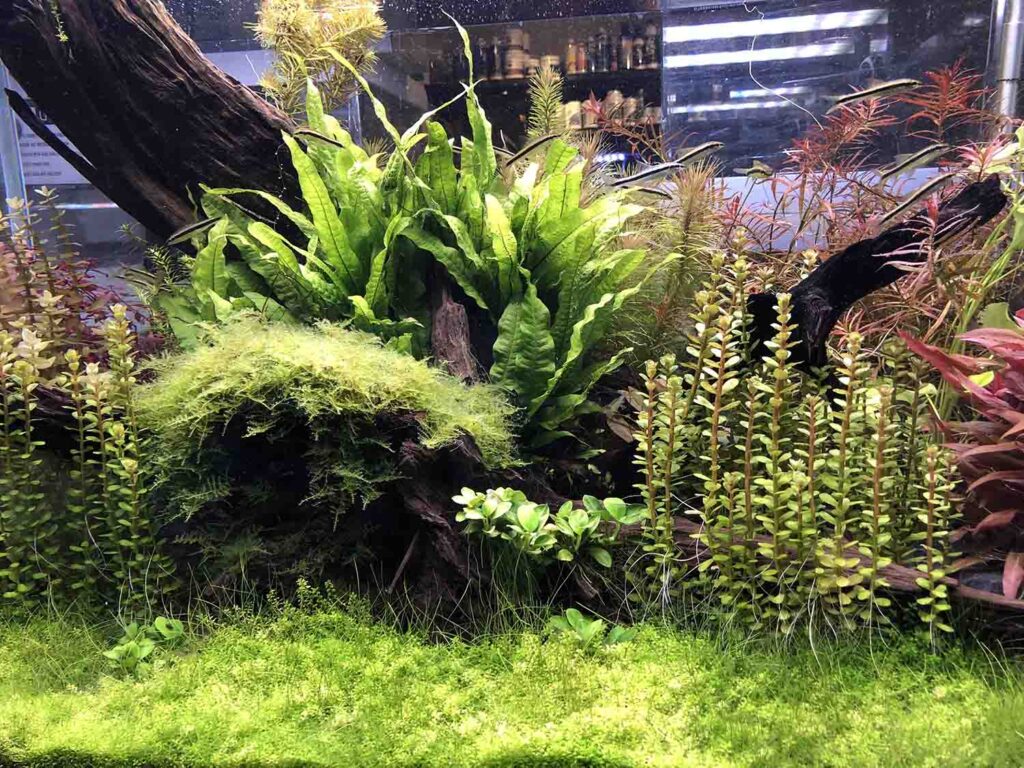 freshwater-aquascape-M3X228M.jpg