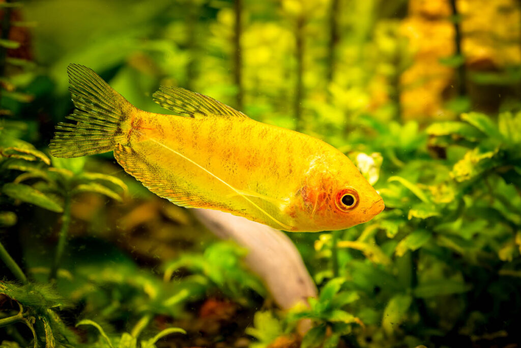 gold-gourami-trichogaster-trichopterus-fish-tank-c-MKGLY4X.jpg