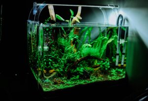 Huy-phan-_lwxqjfgpyo-unsplash - Aquassi Ltd | Award-winning Aquarium Design & Aquascaping