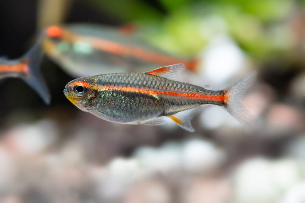 macro-view-aquarium-fish-glowlight-tetra-or-hemigr-RPBN2PX.jpg