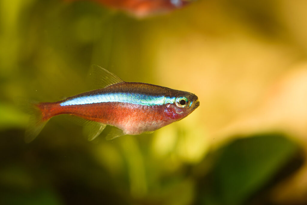 neon-cardinal-tetra-in-aquarium-hobby-concept-3M396CL.jpg