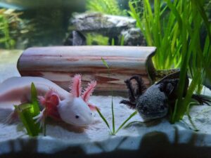 T-k-h837qhe2qj4-unsplash - Aquassi Ltd | Award-winning Aquarium Design & Aquascaping