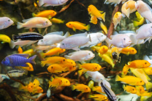 Crowded Aquarium Scene with Numerous Yellow and White Tropical Fish Swimming Among Plants and Driftwood in Clear Water.