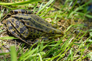 Close-up of a Mottled Green and Brown Frog Lying in Grass on the Ground.
