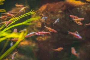 Small Colorful Fish Swim Among Green Aquatic Plants in a Dim Aquarium Backdrop.