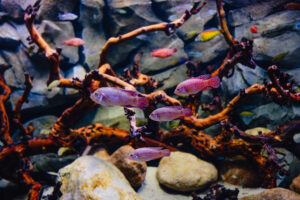 Pink Fish with White Spots Swimming Among Tangled Brown Aquatic Branches in a Rocky Aquarium Setting.
