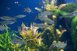 School of Small Silvery Fish with Orange-tipped Fins Swim Among Tall Green and Yellow Aquatic Plants in a Blue Freshwater Aquarium.