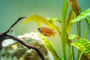 Orange Tropical Fish Swimming Through a Planted Aquarium with Driftwood and Rocks Nearby