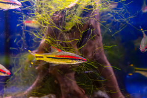 Small Tropical Fish with a Yellow Body and Red Stripe Swimming Among Green Aquatic Plants in a Blue Aquarium Tank.