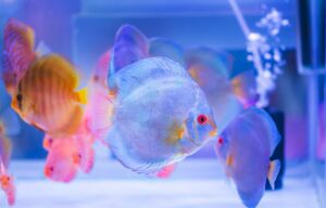 Adam-rao-3ove7r-s2xo-unsplash - Aquassi Ltd | Award-winning Aquarium Design & Aquascaping