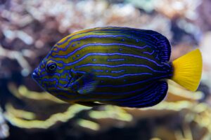 Max-letek-r8d7k77fpcu-unsplash - Aquassi Ltd | Award-winning Aquarium Design & Aquascaping