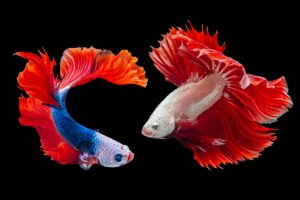Worachat-sodsri-ncz_zgnbtae-unsplash - Aquassi Ltd | Award-winning Aquarium Design & Aquascaping