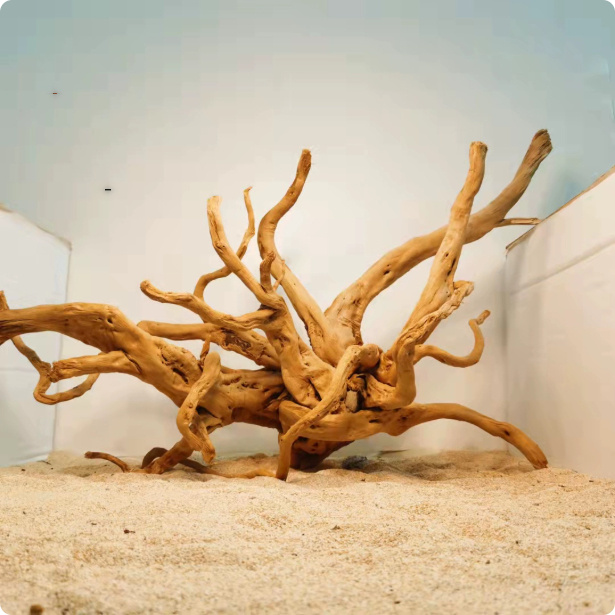 6cea7a0b-696d-4eb8-8ba2-472e327a350f-5jpg - Aquassi Ltd | Award-winning Aquarium Design & Aquascaping Tangled Driftwood Centerpiece on a Sandy Surface Inside a Display Tank or Terrarium.