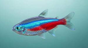 Neon Tetra: a Small Tropical Fish with Blue and Red Horizontal Stripes Swimming in Clear Water.