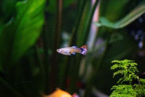 Small Tropical Fish with Orange Body and Blue-purple Tail Swimming Among Green Aquarium Plants.