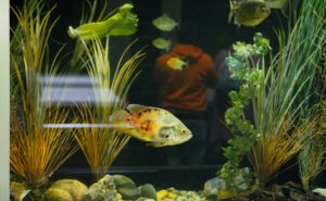 Bright Planted Fish Tank with Tall Green Aquatic Plants, Gravel, Rocks, and a Large Yellow Fish with Red Spots Swimming Near the Bottom.