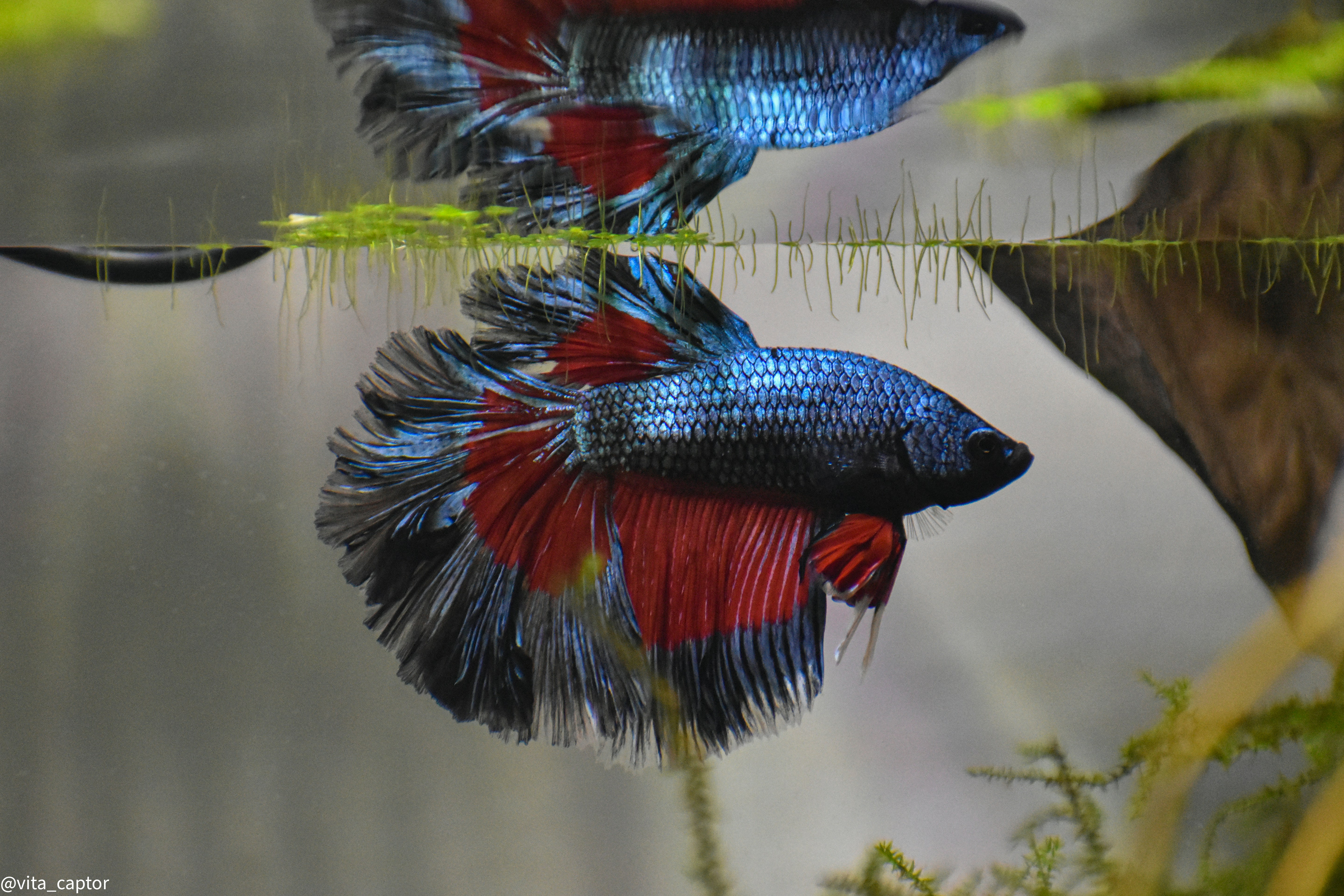 Two Blue and Red Siamese Fighting Fish Swimming Near Green Aquatic Plants in a Glass Aquarium.